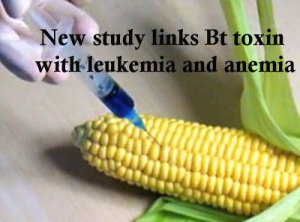 gmo-leukemia-anemia