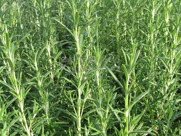 179662-5_variant_main_large