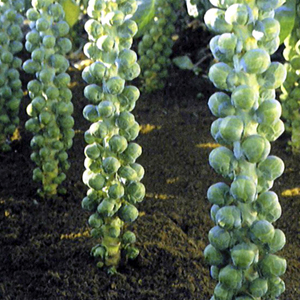brussel_sprout_igor