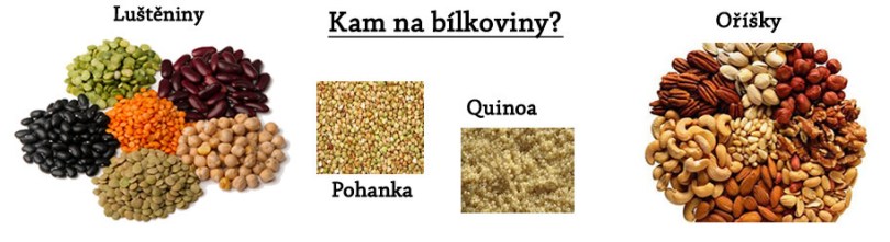 bílkoviny-913x250