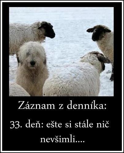 chlupaty_pes_mezi_ovcemi