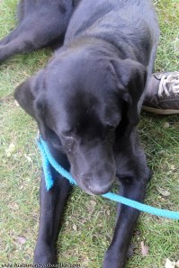 Ne všichni návštěvníci holdovali čaji:))