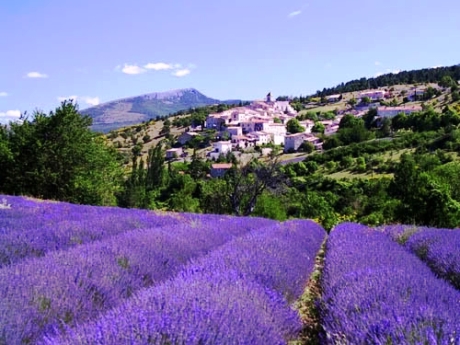 provence_lany_levandule