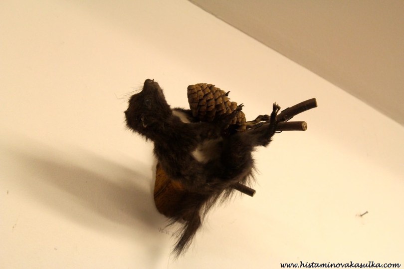 A přišla také veverka!