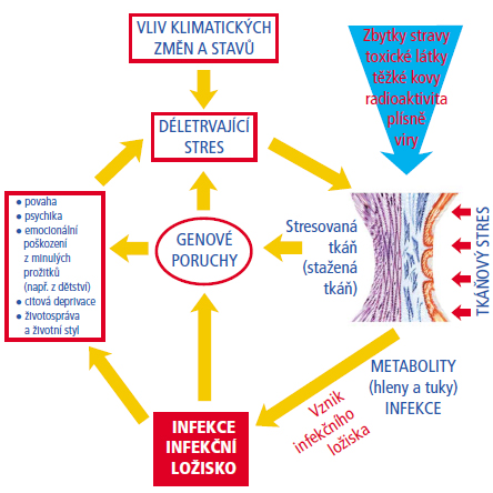 zdroj: www.zykova.cz