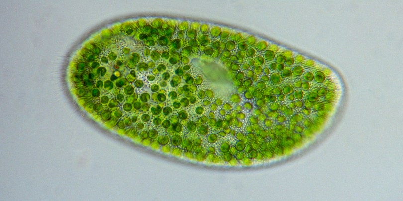 Hele ji, potvůrku:)) Zdroj: www.huffingtonpost.co.uk