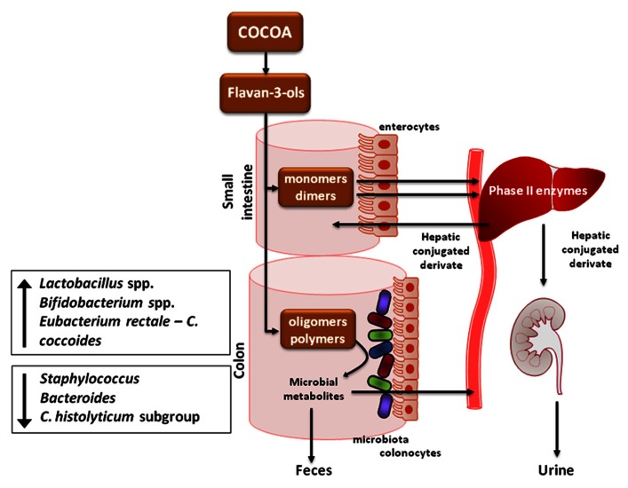  Zdroj: Pérez-Cano, Massot-Cladera, Franch, Castellote and Castell.The effects of cocoa on the immune system, Front Pharmacol. 2013; 4: 71.